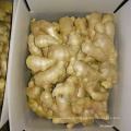 Best Quality Fresh And Dry China organic Ginger